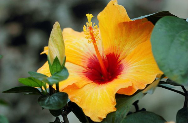 <a href="https://www.pexels.com/photo/yellow-hibiscus-720375/" target="_blank" rel="noopener">Hiếu Hoàng</a> at Pexels