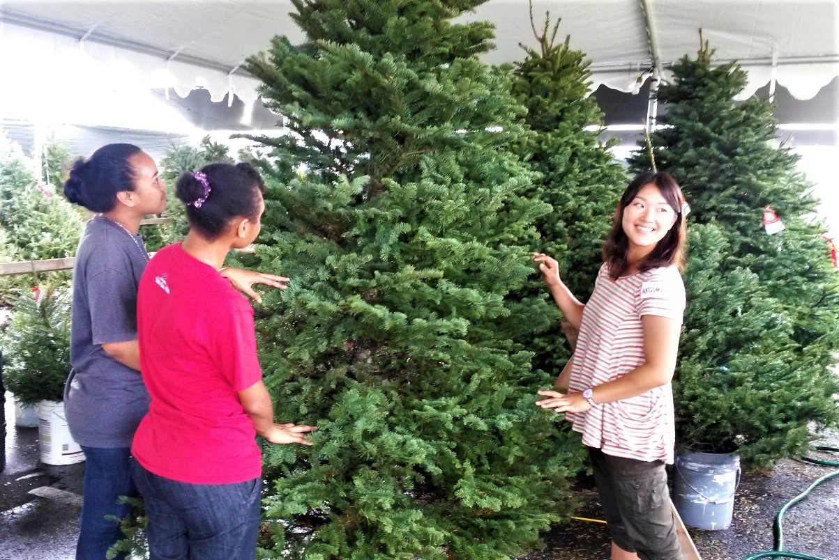2021 Christmas Tree Sale Mahalo! Island of Hawaii YMCA